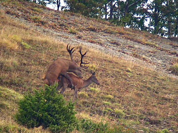 Strategie riproduttive del cervo (Cervus elaphus)