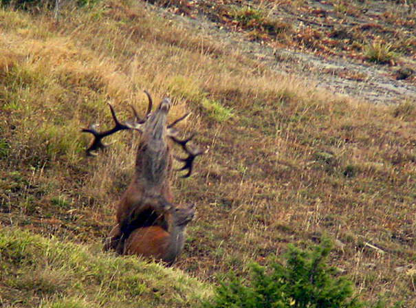 Strategie riproduttive del cervo (Cervus elaphus)