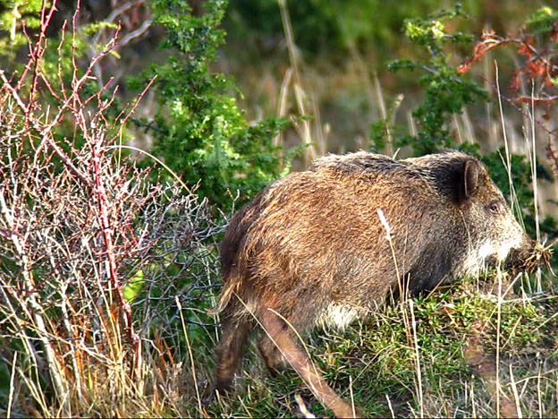 IL CINGHIALE