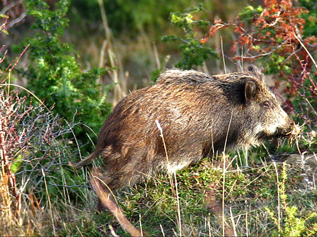 IL CINGHIALE