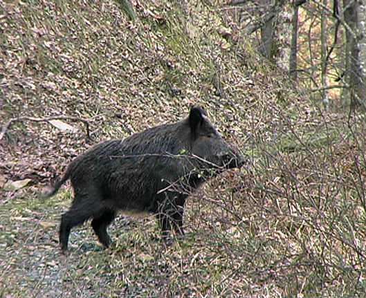 Cinghiale - Andalusia