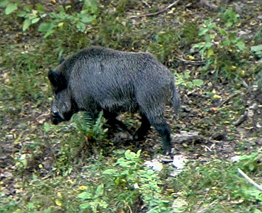 Cinghiale - Andalusia