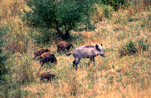 Cinghiale - Andalusia