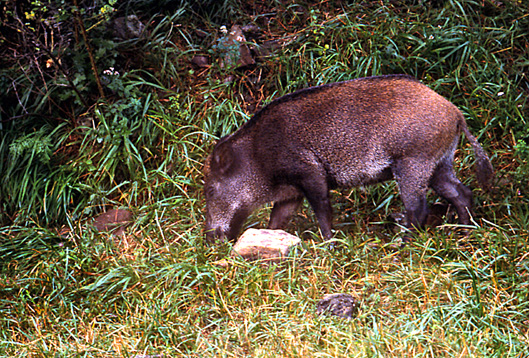 Cinghiale - Andalusia