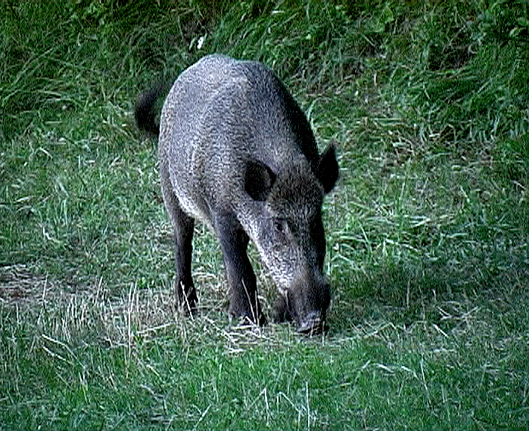 Cinghiale - Andalusia