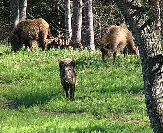 Cinghiale - Andalusia