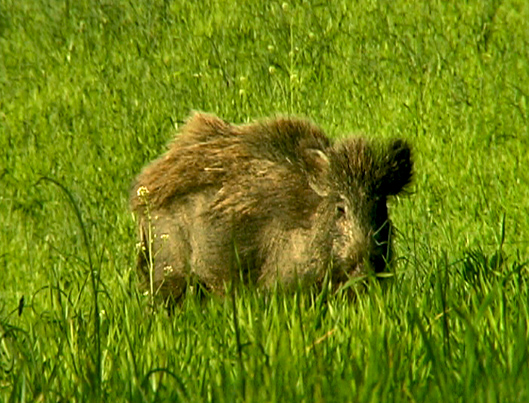 Cinghiale - Andalusia