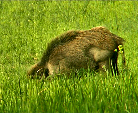 Cinghiale - Andalusia