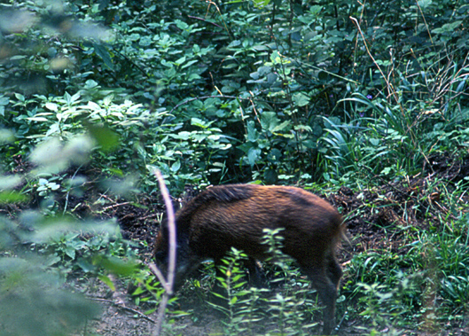 Cinghiale - Andalusia