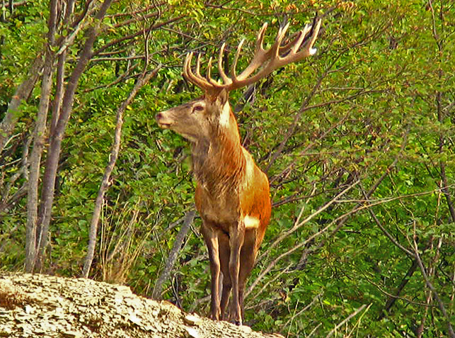 Strategie riproduttive del cervo (Cervus elaphus)