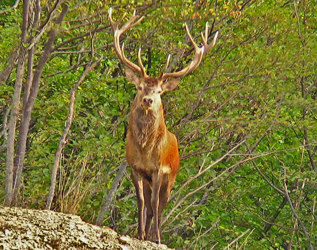 Strategie riproduttive del cervo (Cervus elaphus)