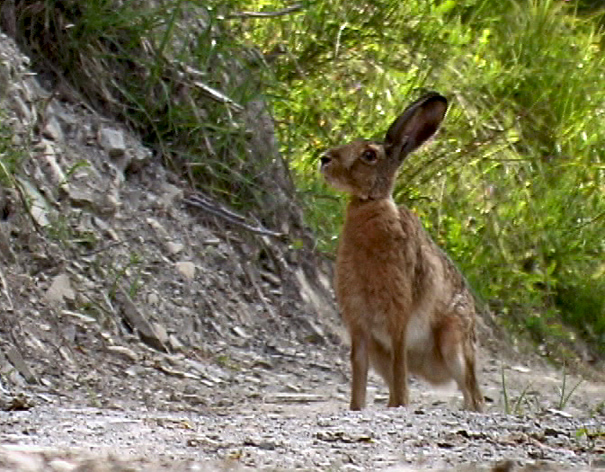 RODITORI E LAGOMORFI SELVATICI