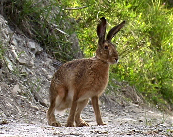 RODITORI E LAGOMORFI SELVATICI