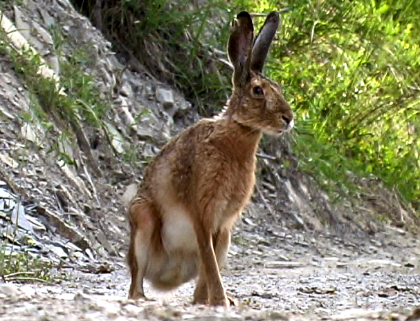 RODITORI E LAGOMORFI SELVATICI