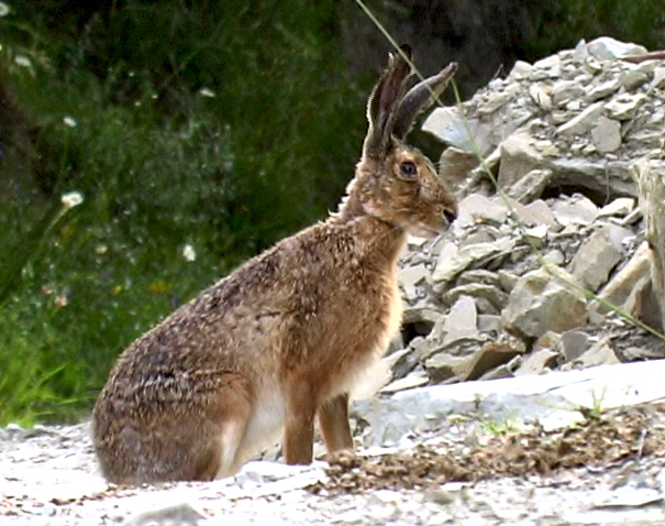 RODITORI E LAGOMORFI SELVATICI