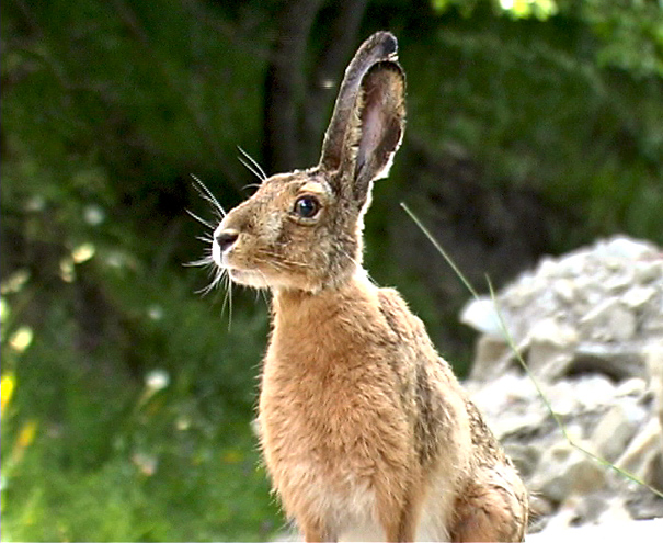 RODITORI E LAGOMORFI SELVATICI