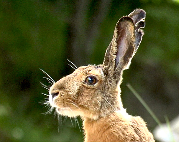 RODITORI E LAGOMORFI SELVATICI