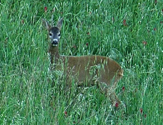 Il Capriolo