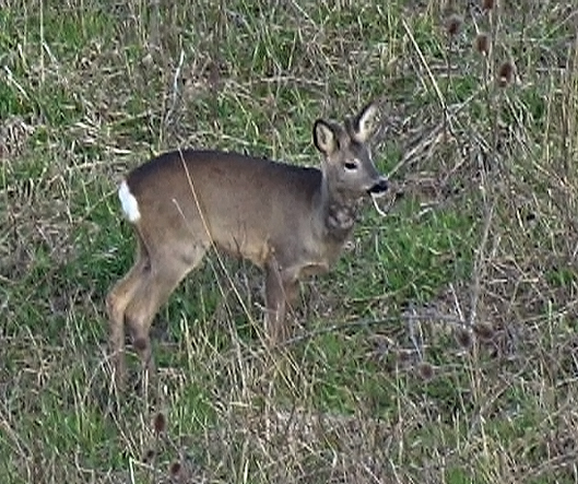 Il Capriolo