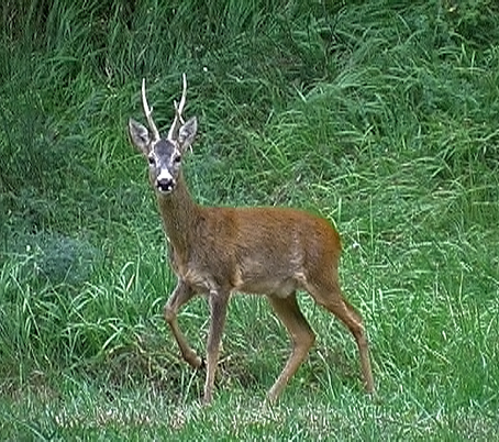 Il Capriolo