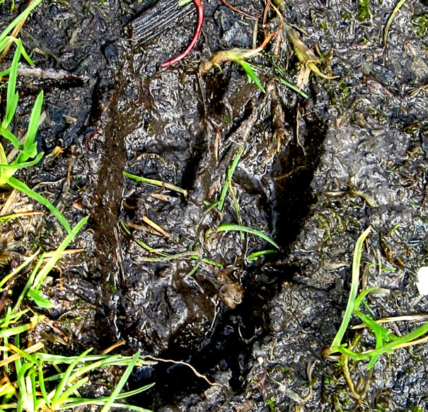 capriolo o cinghiale?