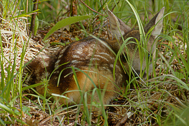 Il Capriolo