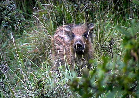 Cinghiale - Andalusia