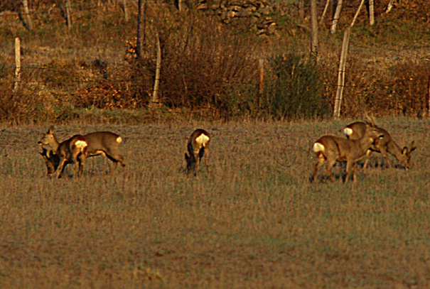 caprioli , riserva La Fagiana Parco del Ticino, lombardia