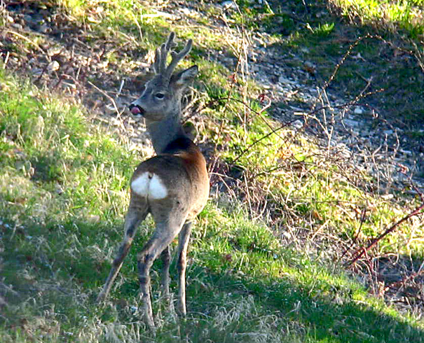 Il Capriolo