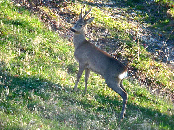 Il Capriolo