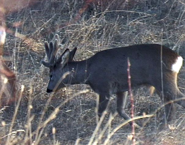 Il Capriolo