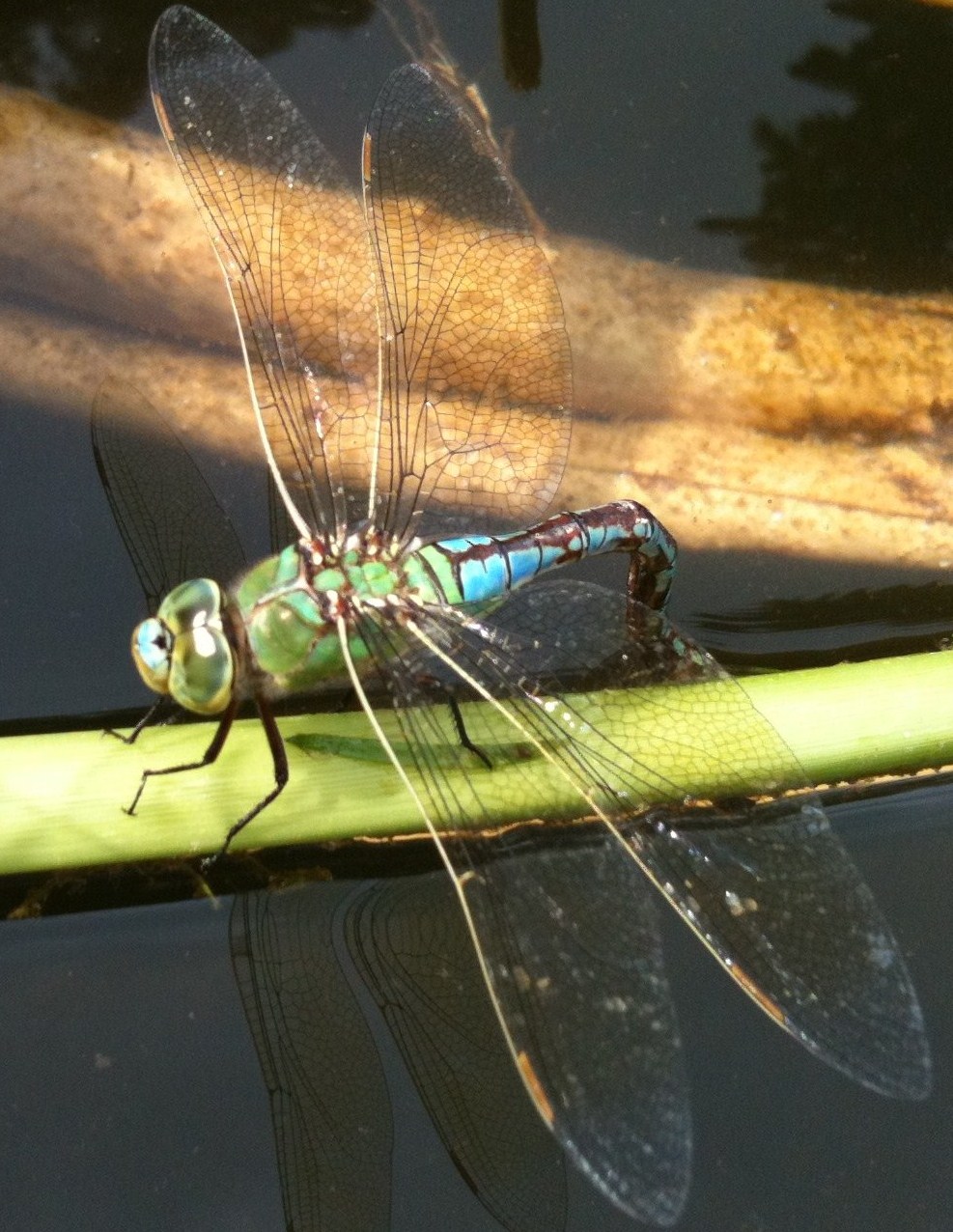 Libellula.. - Anax imperator (femmina in deposizione)