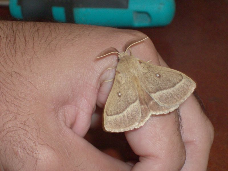 Lasiocampa (Pachygastria) trifolii