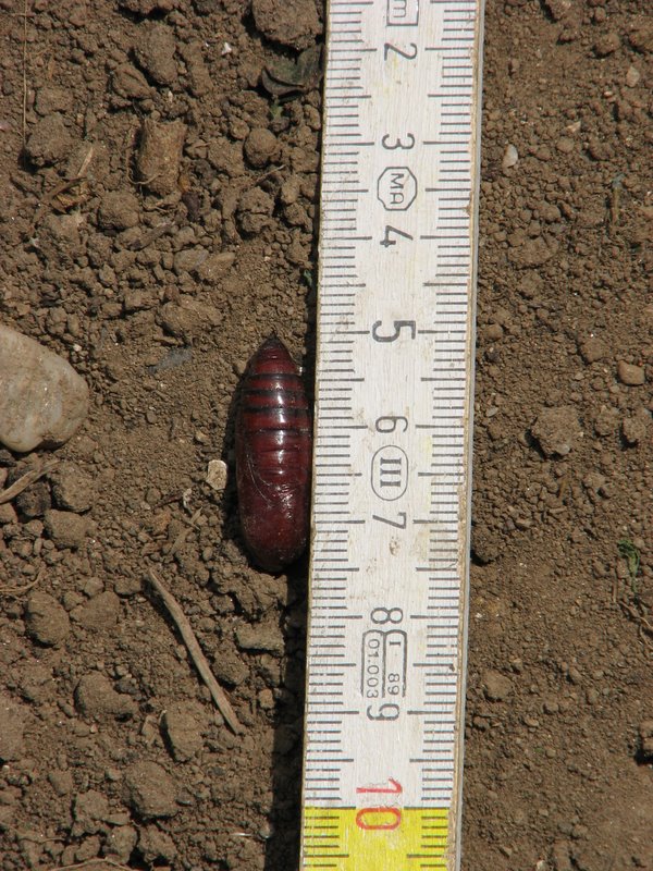 Larva