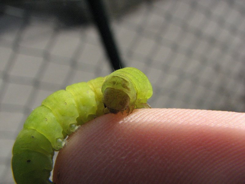 Larva