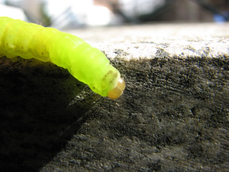 Larva