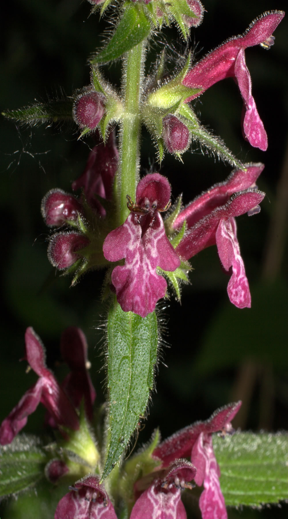 Stachys sylvatica e Acinos alpinus