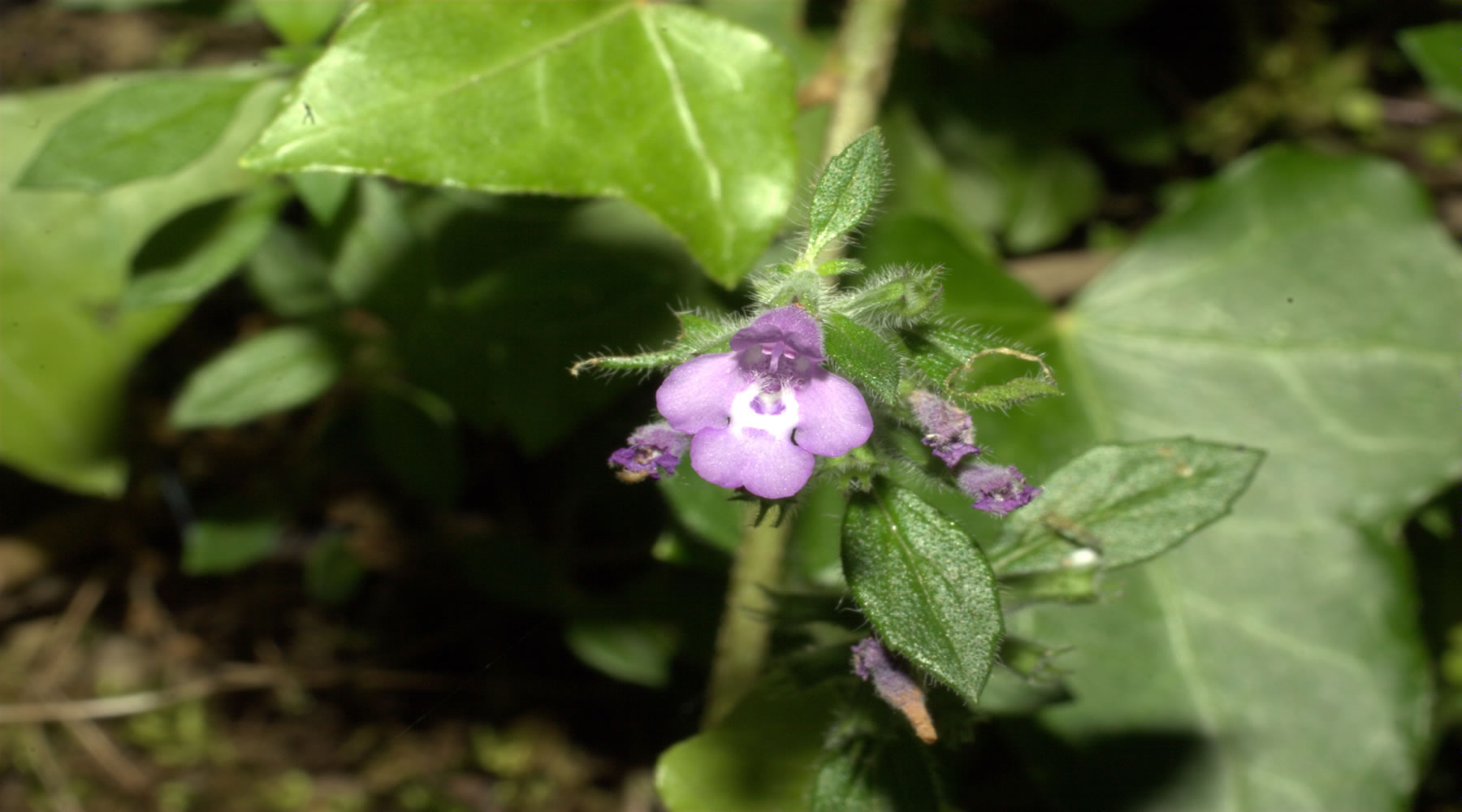 Stachys sylvatica e Acinos alpinus