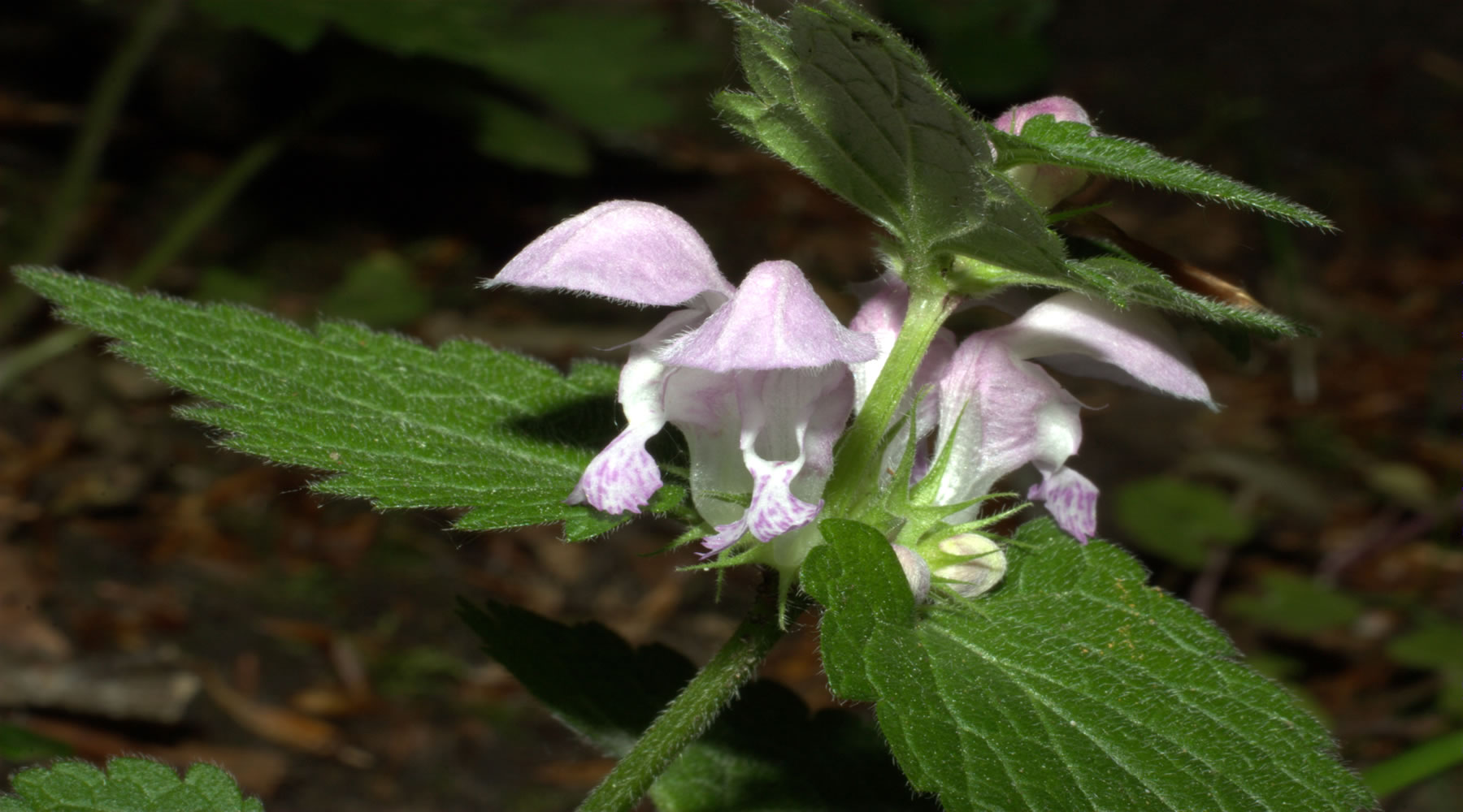 Stachys sylvatica e Acinos alpinus