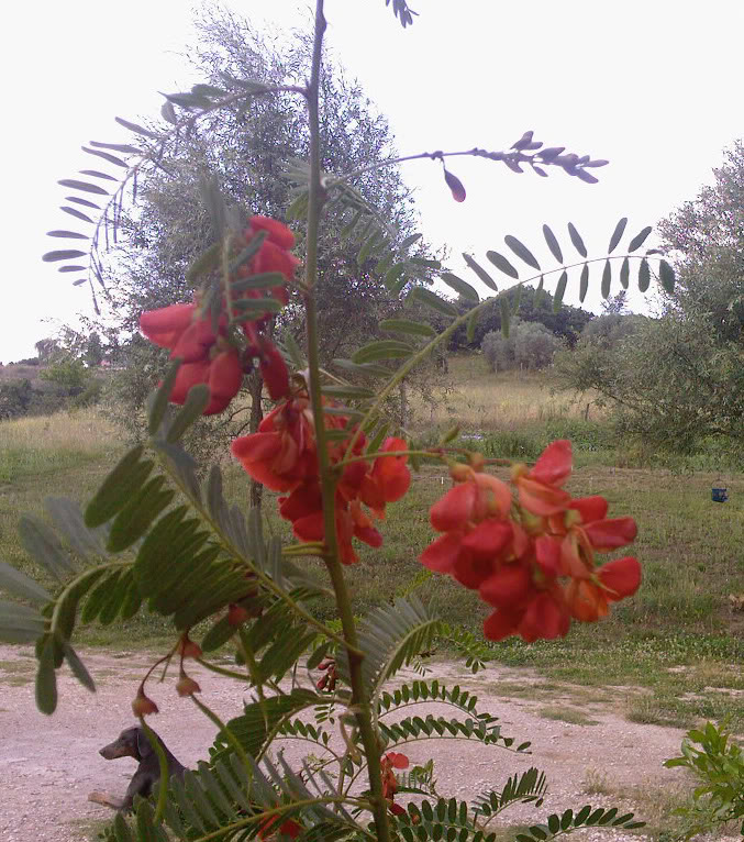 Papilionacea kenyota -  Sesbania punicea