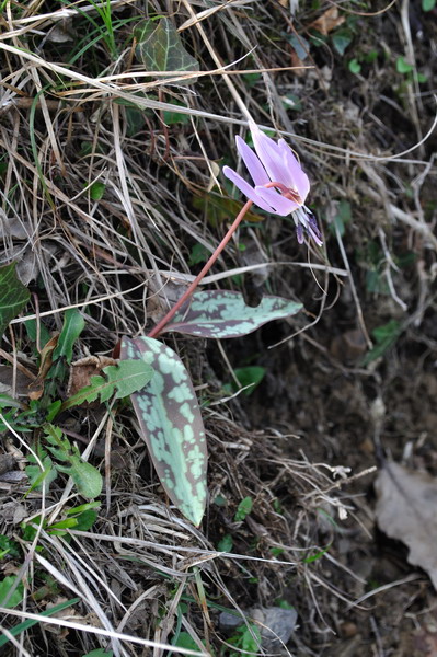 E'' un''orchidea? no, Erythronium dens-canis