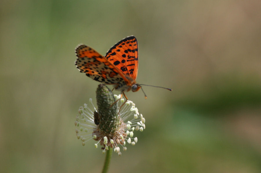 Melitaea didyma?