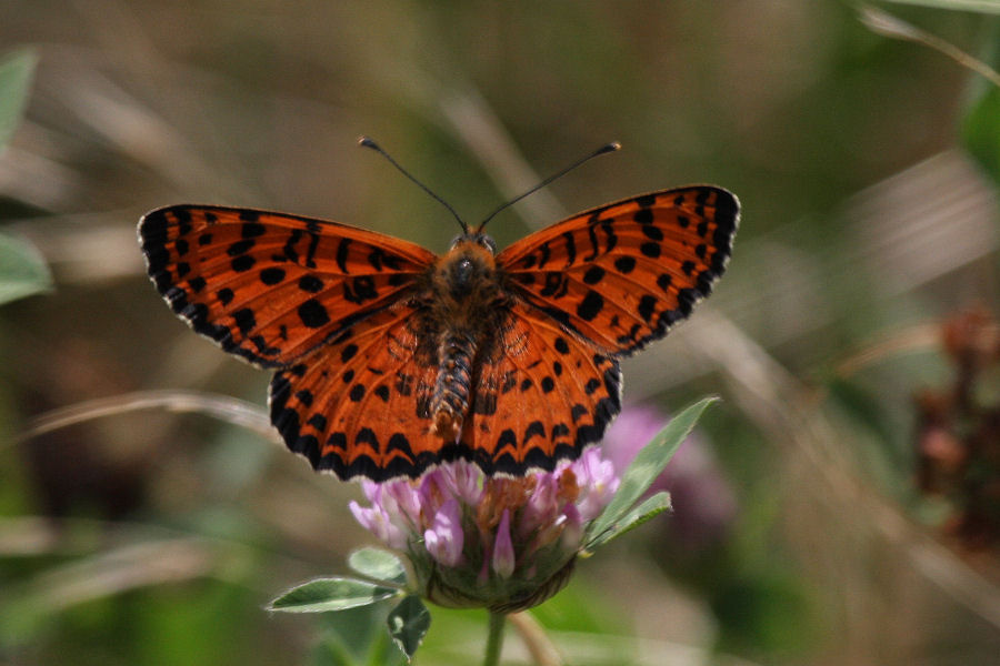 Melitaea didyma?