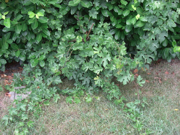 Vitis vinifera