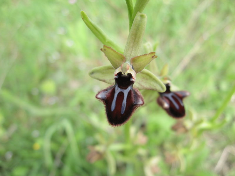 Ophrys incubacea