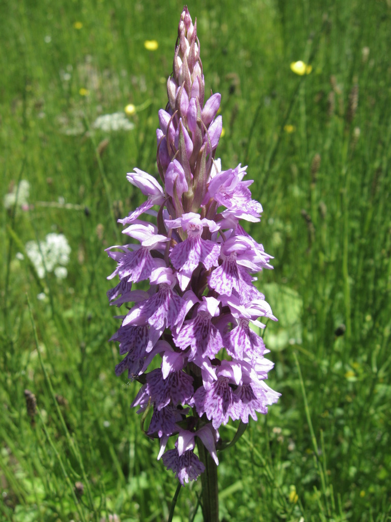 Dactylorhiza s p. e Gymnadenia odoratissima