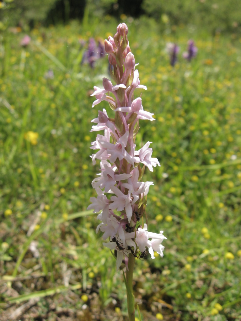 Dactylorhiza s p. e Gymnadenia odoratissima