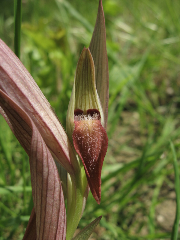 Serapias sp.