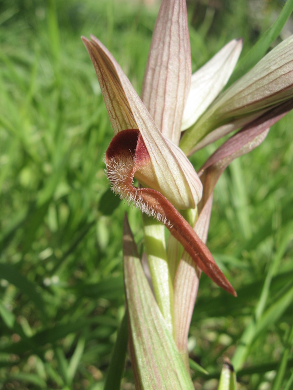 Serapias sp.