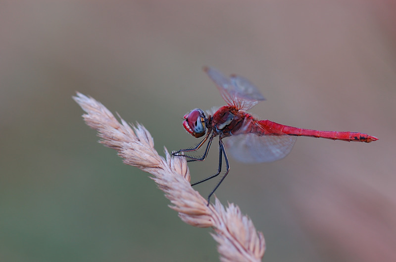 Maschio e femmina di sympetrum fonscolombei